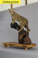 石虎藏品圖，第8張